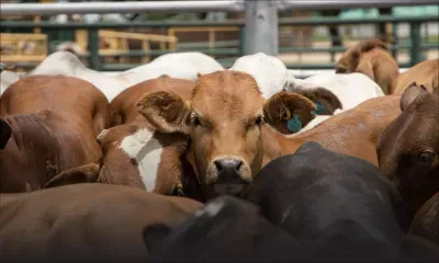 [Blog] MV APEX : Le débarquement des bovins marque le début d’une nouvelle phase de vigilance sanitaire