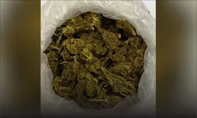 Arrêté pour trafic de cannabis à Coromandel - Le collégien : «Mo’nn ramas sa dan enn touf, mo ti pe rod vann li»