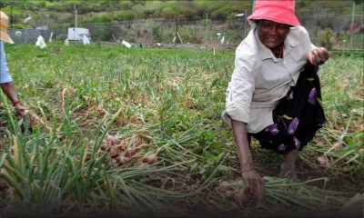 Pas d’oignons locaux sur les étals dans les jours à venir