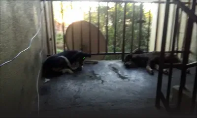 À Cap-Malheureux : inconvénients causés par des chiens élevés sur les paliers de la NHDC 