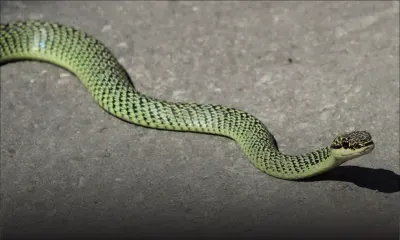 Où est le Golden Tree Snake aperçu à Quatre-Bornes ?