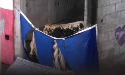 Maltraitance à Vallée-Pitot: le bœuf placé dans un pré