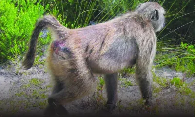 Dans l’Est: des singes sèment la panique à l’école
