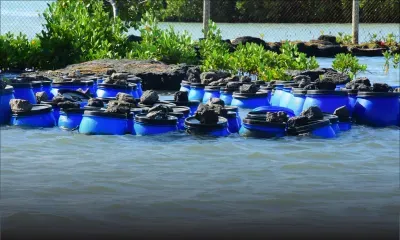 Ostréiculture : assurer la relève