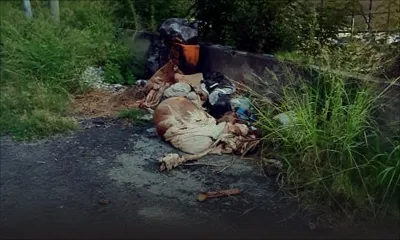 À La Citadelle : des carcasses d’animaux incommodent les habitants