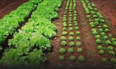 Conflit russo-ukrainien : la sécurité alimentaire à Maurice est-elle menacée ? 