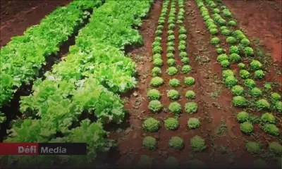 Production agricole : les mesures gouvernementales permettent-elles d’assurer la sécurité alimentaire ? 