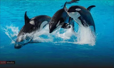 Excursions en mer et nage avec dauphins et baleines : de nouveaux règlements à venir