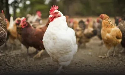 Poulailler contaminé : Abdool dénonce l’indifférence des autorités