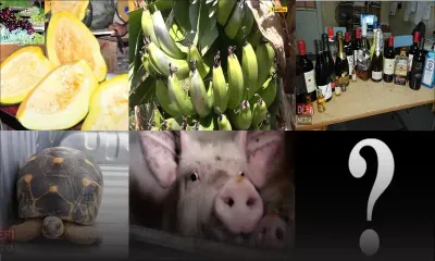 Drôles de vols ! : ces cas insolites qui peuvent être lourds de conséquences