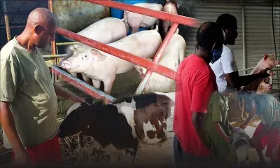 Agriculture : les contraintes des éleveurs accentuées