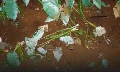 Dans un champ à Triolet: des ‘arouilles’ d’une valeur de Rs 100000 emportées