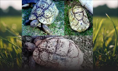 Vol d’une tortue: où est passée Bouba ?