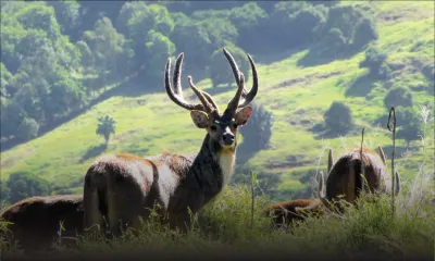 Saison de chasse - Viande de cerf : une production entre 430 et 450 tonnes attendue