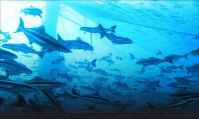 Projet d’aquaculture: finis les barachois gratuits