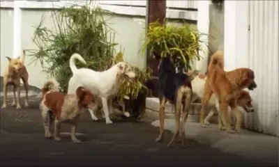 Halte aux chiens errants