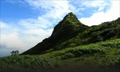 Montagne du Pouce : découverte d’une vaste culture de cannabis