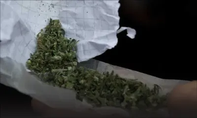 Rajeunissement des trafiquants de drogue : un collégien arrêté pour trafic de cannabis