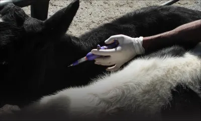 Fièvre aphteuse : les 20000 doses de vaccin sont arrivées