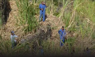 Canne à sucre : le SIT étudie les perspectives d’investissement en Afrique