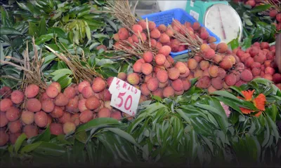 Baisse de production : l’exportation des letchis compromise