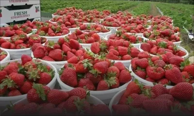 Production en difficulté : comment se porte la récolte des fraises ?