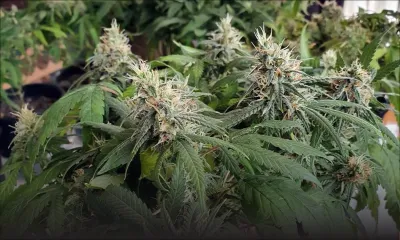 Flic-en-Flac : des plants de skunk valant Rs 600 000 saisis