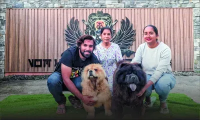 Premiers Chow Chow de l’île : la naissance d’un héritage