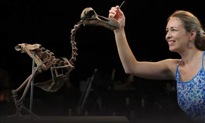 Patrimoine : Quand le squelette du dodo fait grincer des dents !