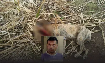 Dans le Sud : un chien froidement abattu avec un fusil de chasse