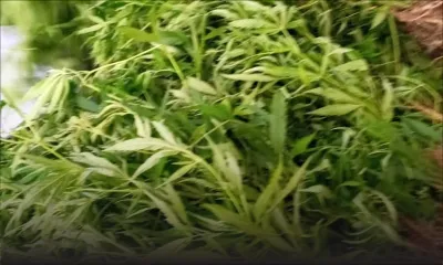 Au Morne : des plants de cannabis valant Rs 2,2 millions déracinés