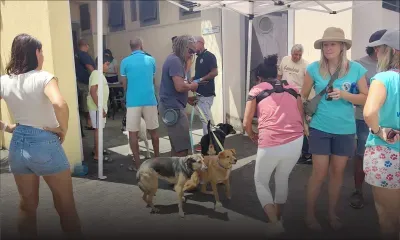 Campagne nationale de la MSAW : les chiens passent à la puce dans le Nord