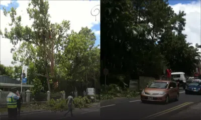 Curepipe : des arbres élagués en bordure de la route principale