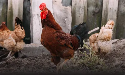 Agro-industrie : 700 éleveurs  exposés aux opportunités et aux défis du secteur
