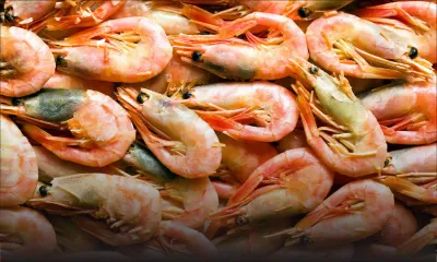 Acheter «malin» - Crevettes surgelées : jusqu’à Rs 790 le kilo