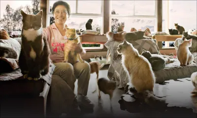 Une dame vit avec 1100 chats dans sa propriété