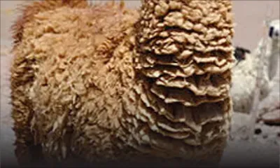 [Vidéo] Casela World of Adventures: pour des expériences encore plus sensorielles