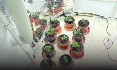 À Albion: l’étage d’une maison transformée en serre à cannabis