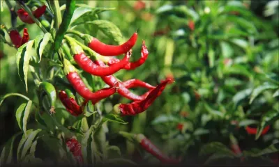 Insolite : il avale 50 piments en une minute
