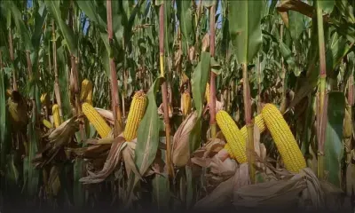 Rodrigues : elle attend depuis décembre 2018 la compensation pour ses récoltes