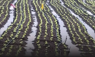 Production vivrière : après le passage du cyclone, l’étendue des dégâts connue dans quelques jours