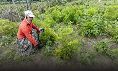 Post-Freddy : les petits planteurs bénéficieront des semences gratuitement