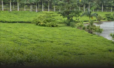 Industrie agricole : plus de champs et de fertilisants dopent la production de thé