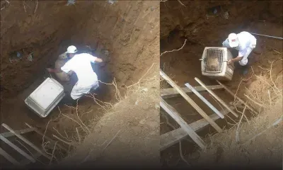 Une chienne sauvée d’une fosse septique