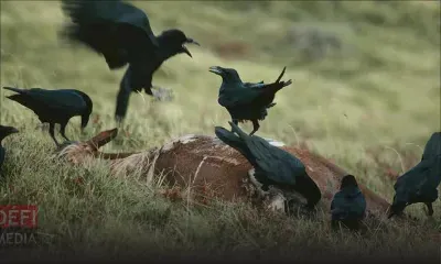 Vers l’extermination des corbeaux à Maurice