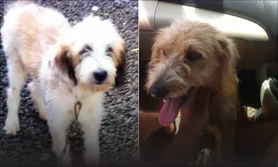 Plusieurs cas d’empoisonnement : un tueur de chiens sévit à Triolet