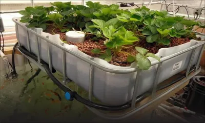 Aquaponique : une technologie qui tarde à décoller