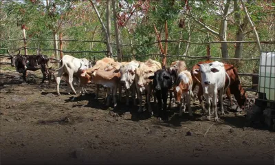 Importation d’animaux de Rodrigues : le protocole d’interdiction de trois ans pas respecté