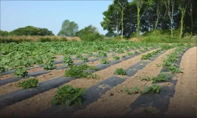 12 tonnes de giraumons volées à Bois-Chéri