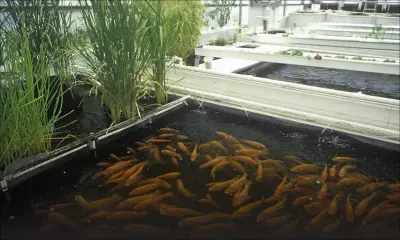 Aquaponics : an alternative and sustainable technology for farming